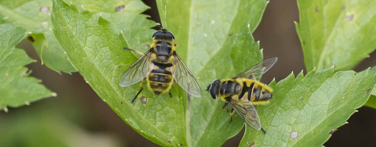 Myathropa florea (© Rui Felix)